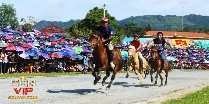 Kinh nghiệm chơi cá cược đua ngựa luôn thắng